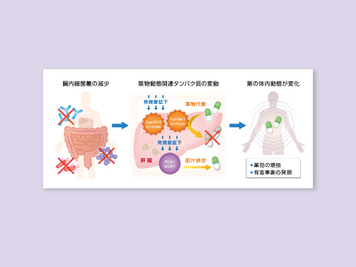 熊本大学薬学部 微生物薬学分野 様  論文投稿用図説イラスト