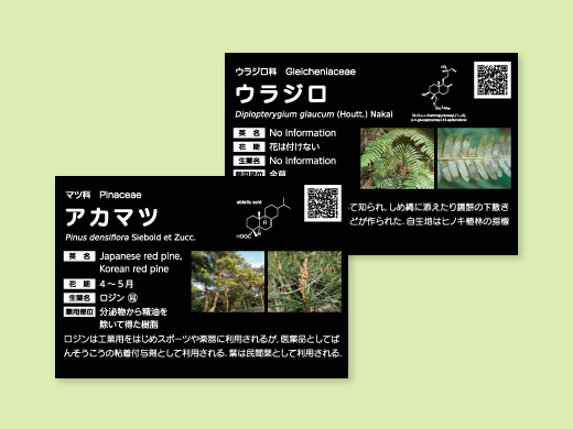 熊本大学薬学部様 薬用植物園薬草ラベル 第12弾50点