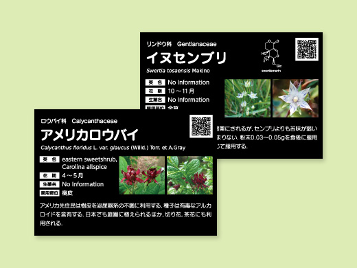 熊本大学薬学部様 薬用植物園薬草ラベル 第13弾50点
